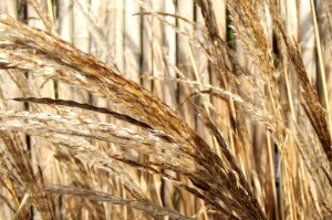 TARIFS DES PRESTATIONS